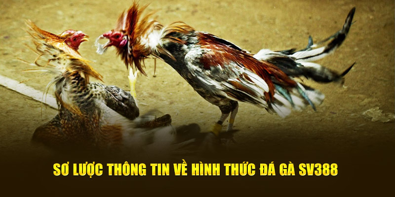 Sơ lược thông tin về sảnh cược giải trí chất lượng trên thị trường