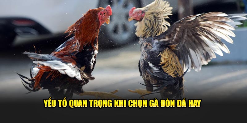 Yếu tố khi chọn gà đòn 